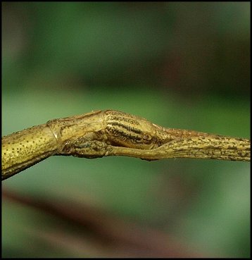 Clonopsis 5