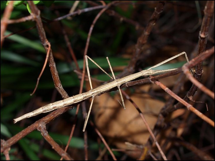 Clonopsis 6