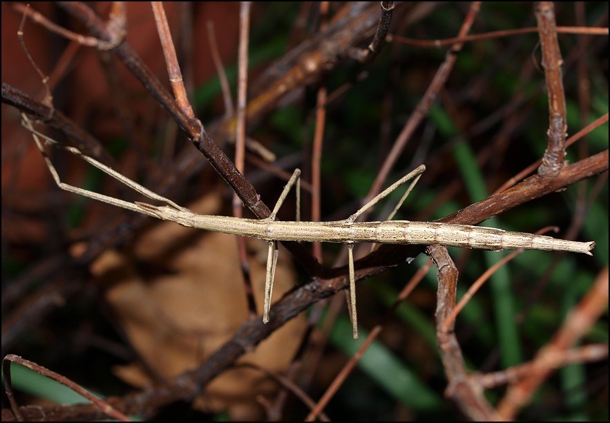 Clonopsis 7