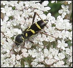 Clyte du Nerprun