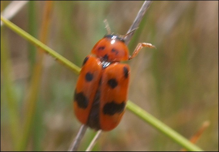 Clytra atraphixidis 1