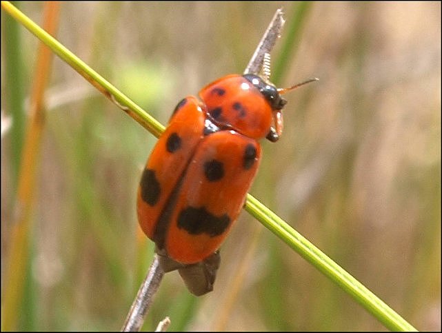 Clytra atraphixidis 2