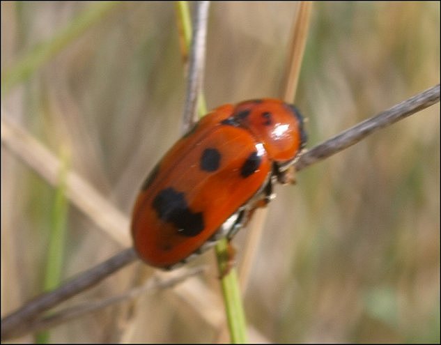 Clytra atraphixidis 3