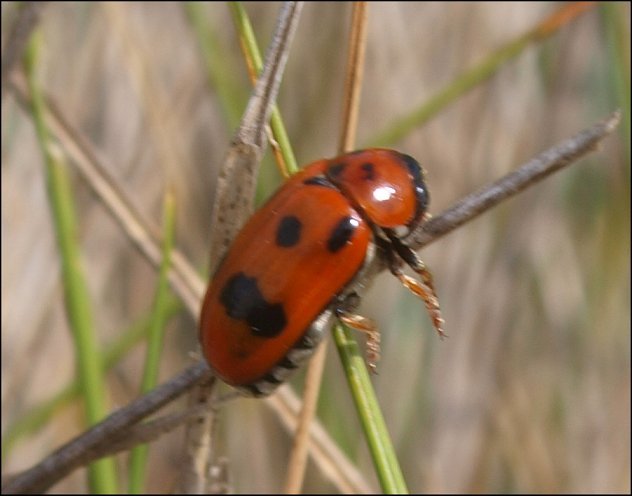 Clytra atraphixidis 4