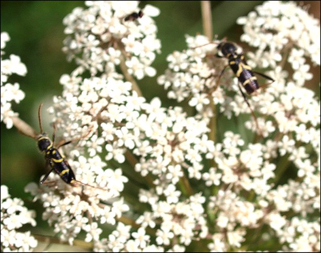 Clytus rhamni 1