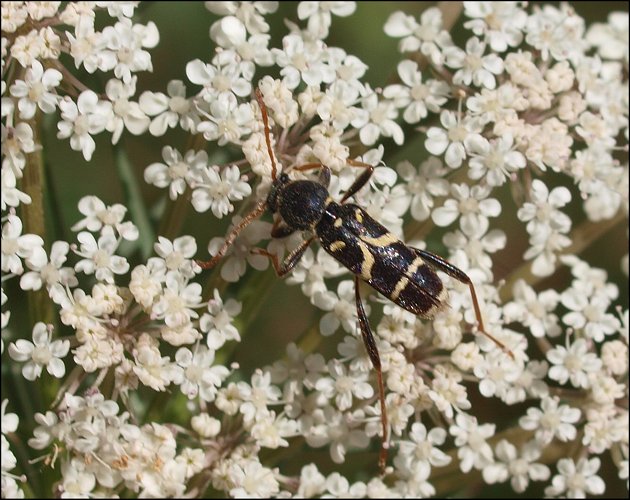 Clytus rhamni 2