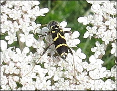 Clytus rhamni 3