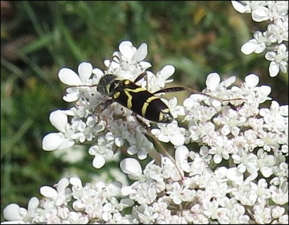 Clytus rhamni 4