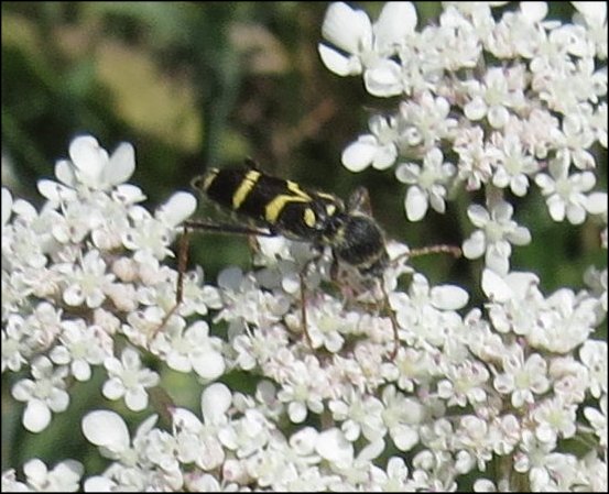 Clytus rhamni 5