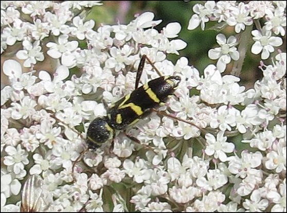Clytus rhamni 6