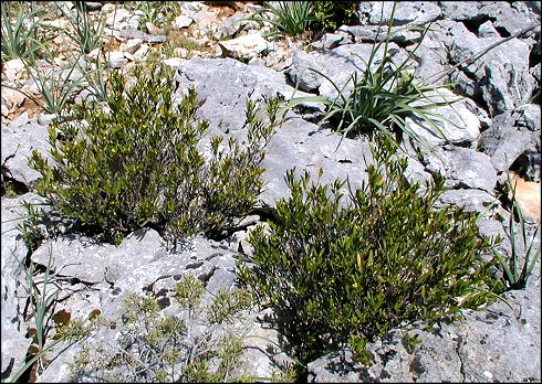 Cneorum tricoccon 1