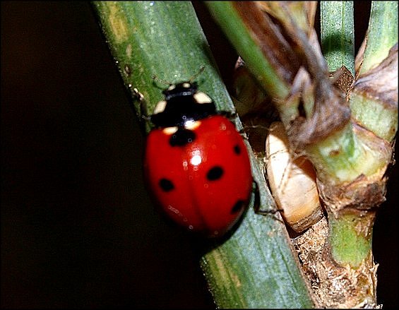 Coccinella septem. 1