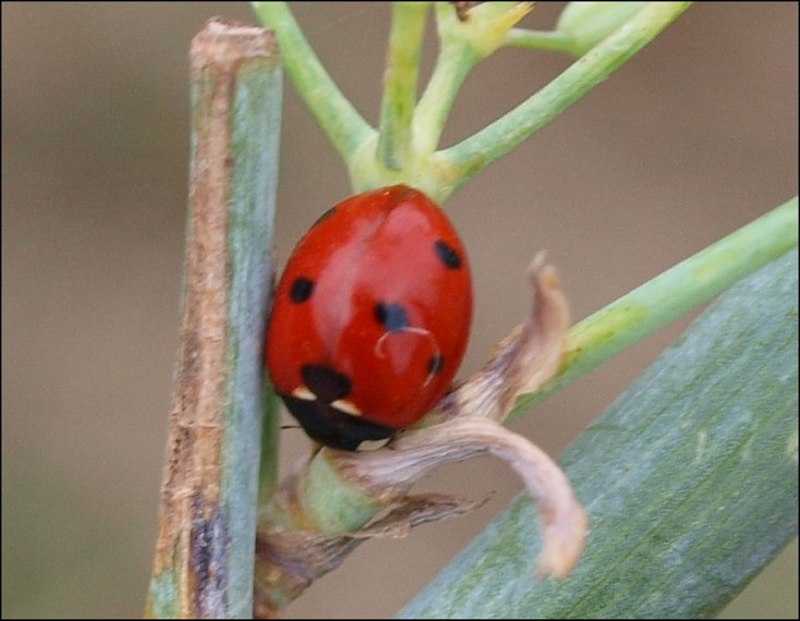 Coccinella septem . 2