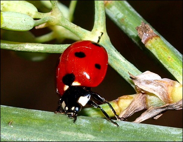 Coccinella septem. 3
