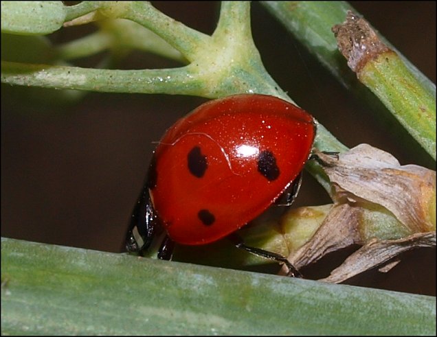 Coccinella septem. 4