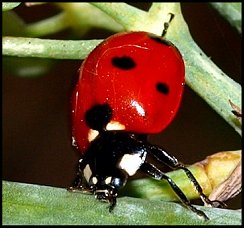Coccinelle  7 points