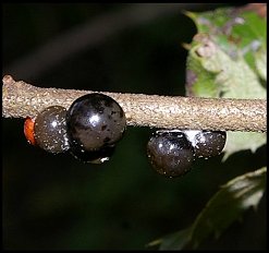 Cochenille Yeuse