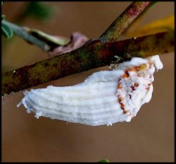 Cochenille australienne