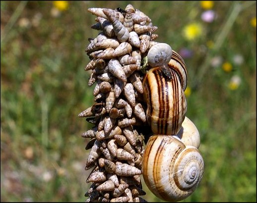 Cochlicella barbara 2