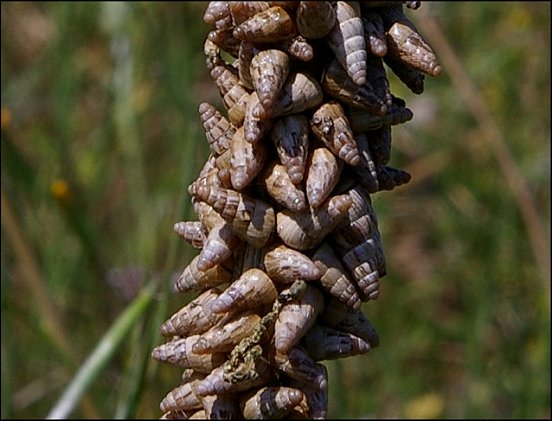 Cochlicella barbara 3