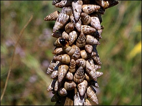 Cochlicella barbara 4