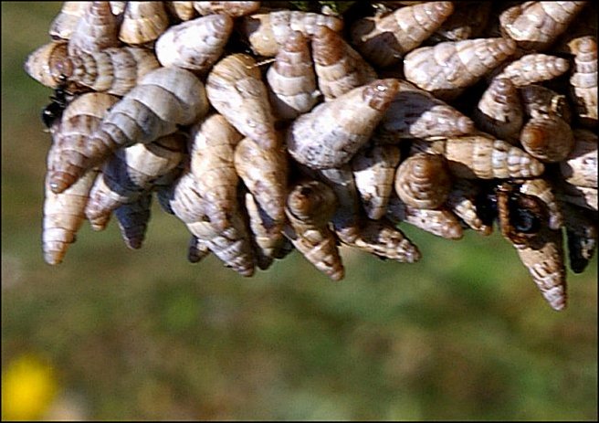 Cochlicella barbara 5