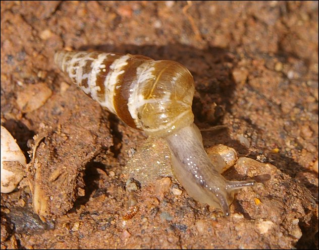 Cochlicella barbara 6