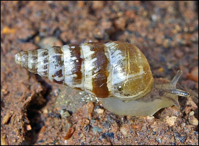 Cochlicella barbara 7