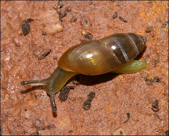 Cochlicopa lubrica 1
