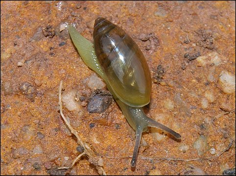 Cochlicopa lubrica 2