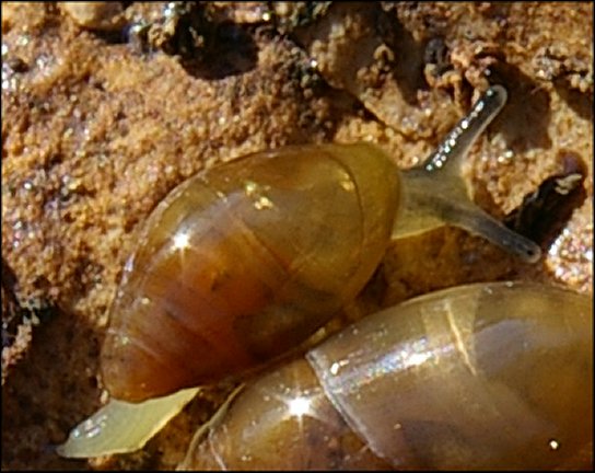 Cochlicopa lubrica 5