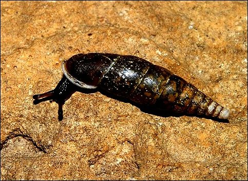 Cochlodina laminata 1