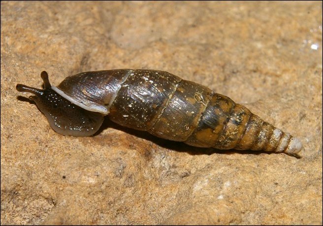 Cochlodina laminata 2