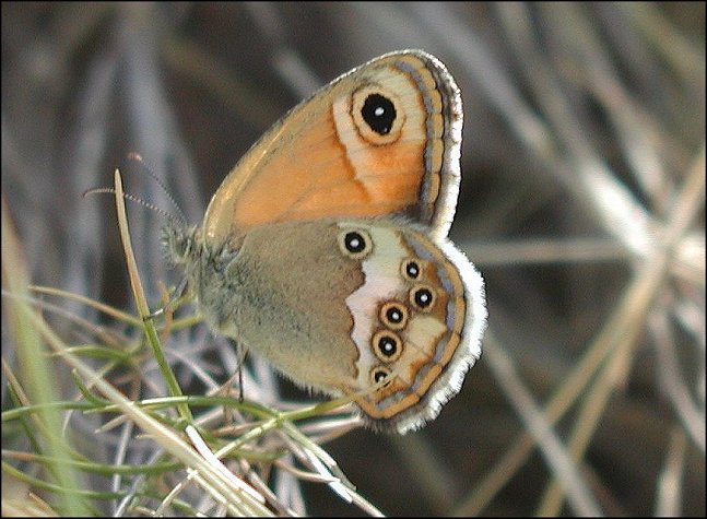 Coenonympha dorus 1