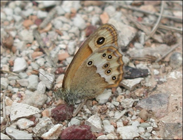 Coenonympha dorus 2