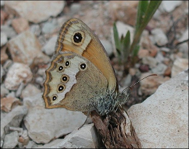Coenonympha dorus 3