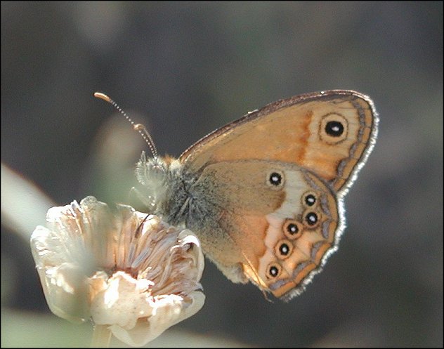 Coenonympha dorus 4