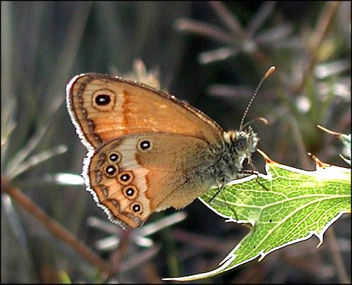 Coenonympha dorus 5