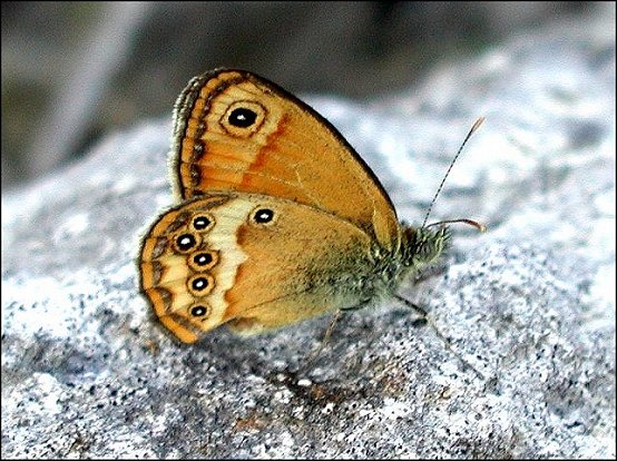 Coenonympha dorus 6
