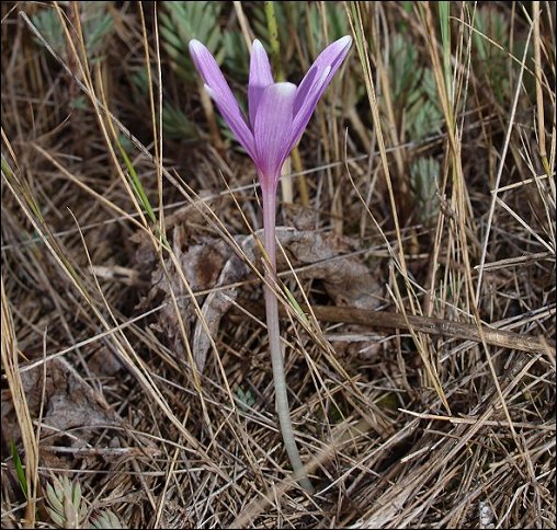 Colchicum neapoitanum  1