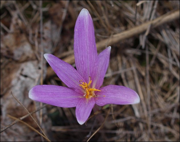 Colchicum neapolitanum 6