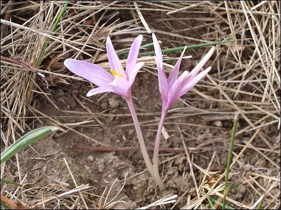 Colchicum neapolitanum 9