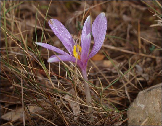 Colchicum neapolitanum 11