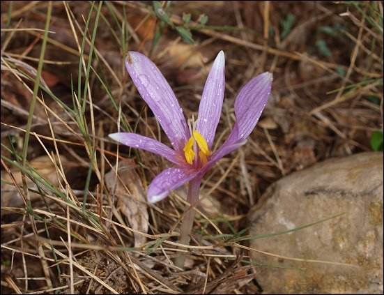 Colchicum neapolitanum 12