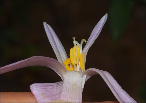 Colchicum neapolitanum 15