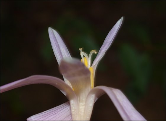 Colchicum neapolitanum 16