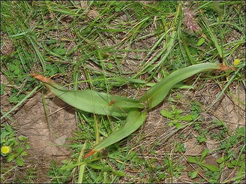 Colchicum neapolitanum 19