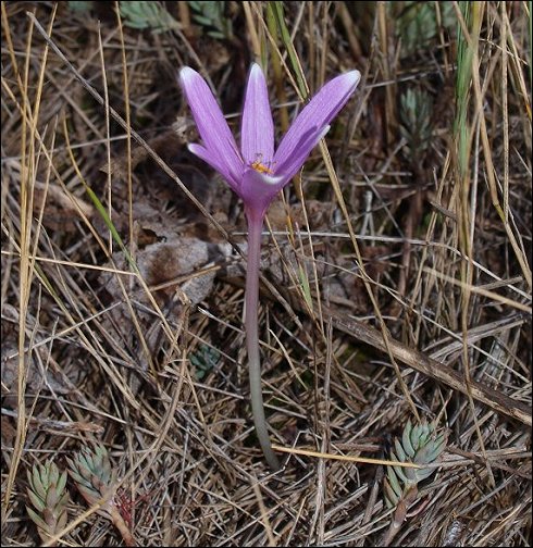 Colchicum neapolitanum  2
