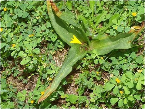 Colchicum neapolitanum 21