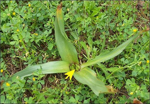 Colchicum neapolitanum 22
